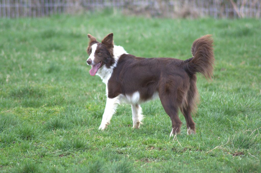 Tess Du Domaine De Louméo