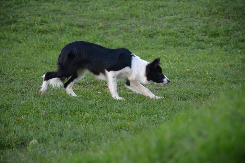 Maddy De La Tanière De Saint Loup