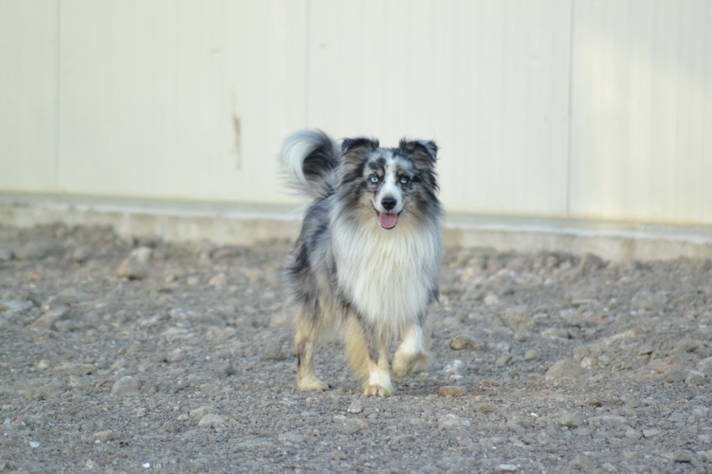 Twerk de l'Angelarde