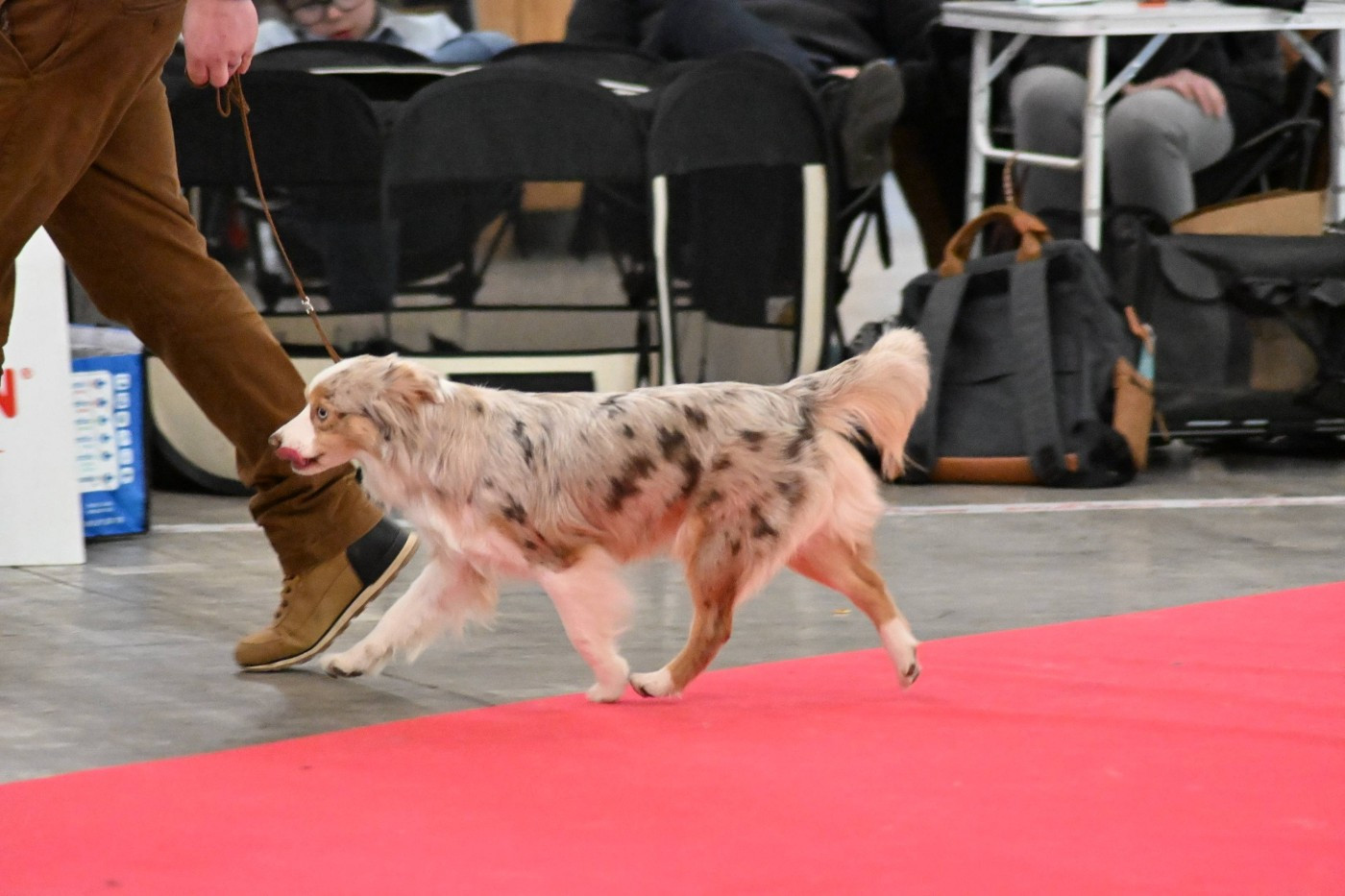 M'california dit Cony Aussie Pride Of Wolf Point