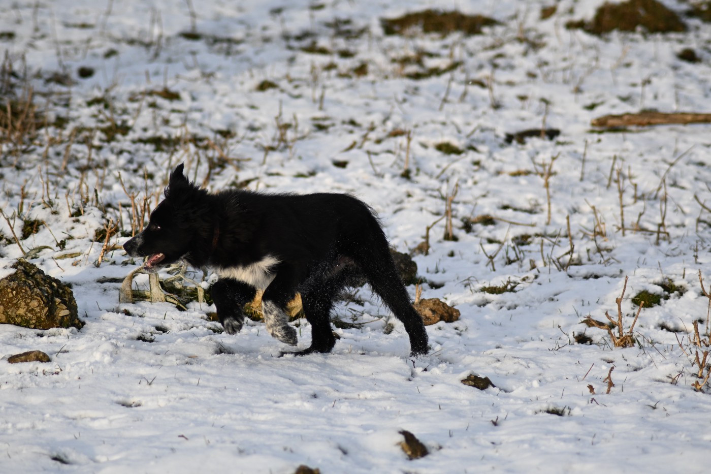 Du Domaine De Louméo - Albus disponible à la réservation
