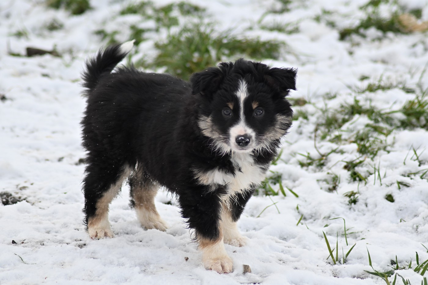 Abou disponible à la réservation