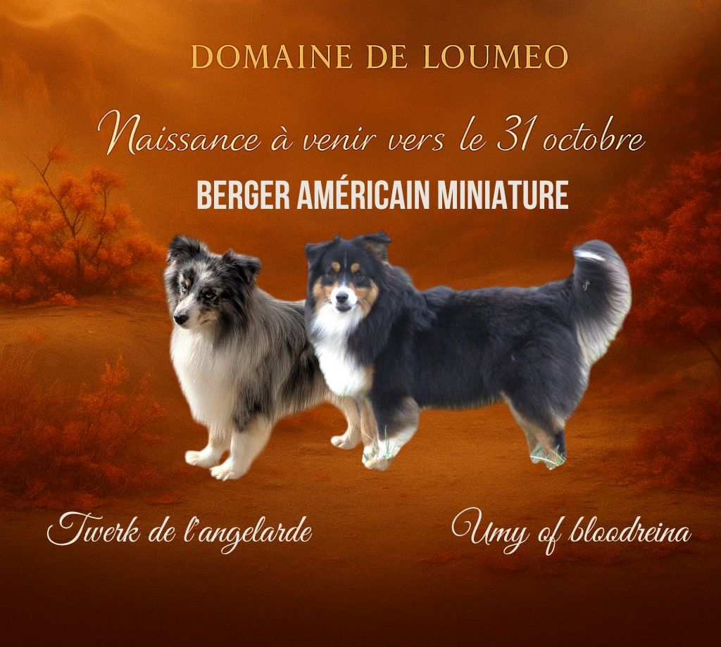 Chiots berger américain miniature à venir