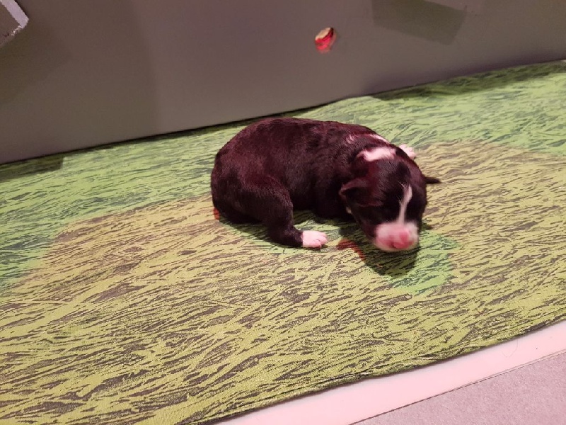 Du Domaine De Louméo - Border Collie - Portée née le 28/05/2016