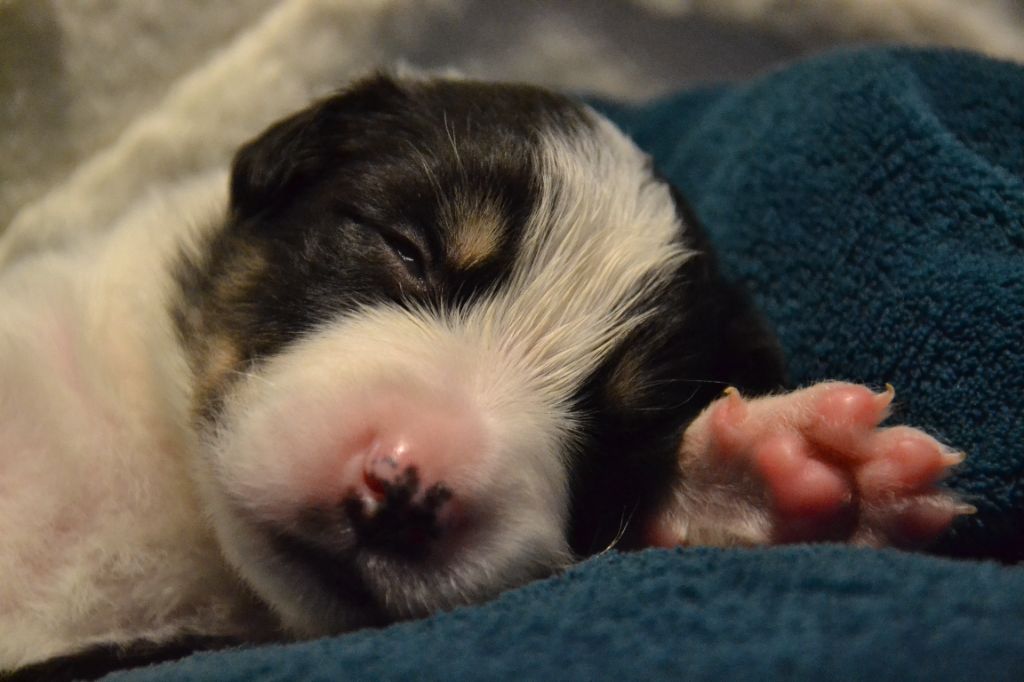 Du Domaine De Louméo - Chiots disponibles - Border Collie