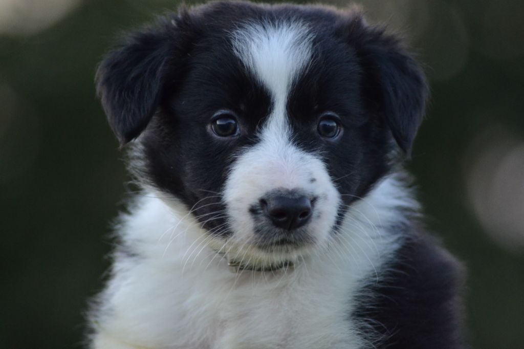 Du Domaine De Louméo - Chiots disponibles - Border Collie