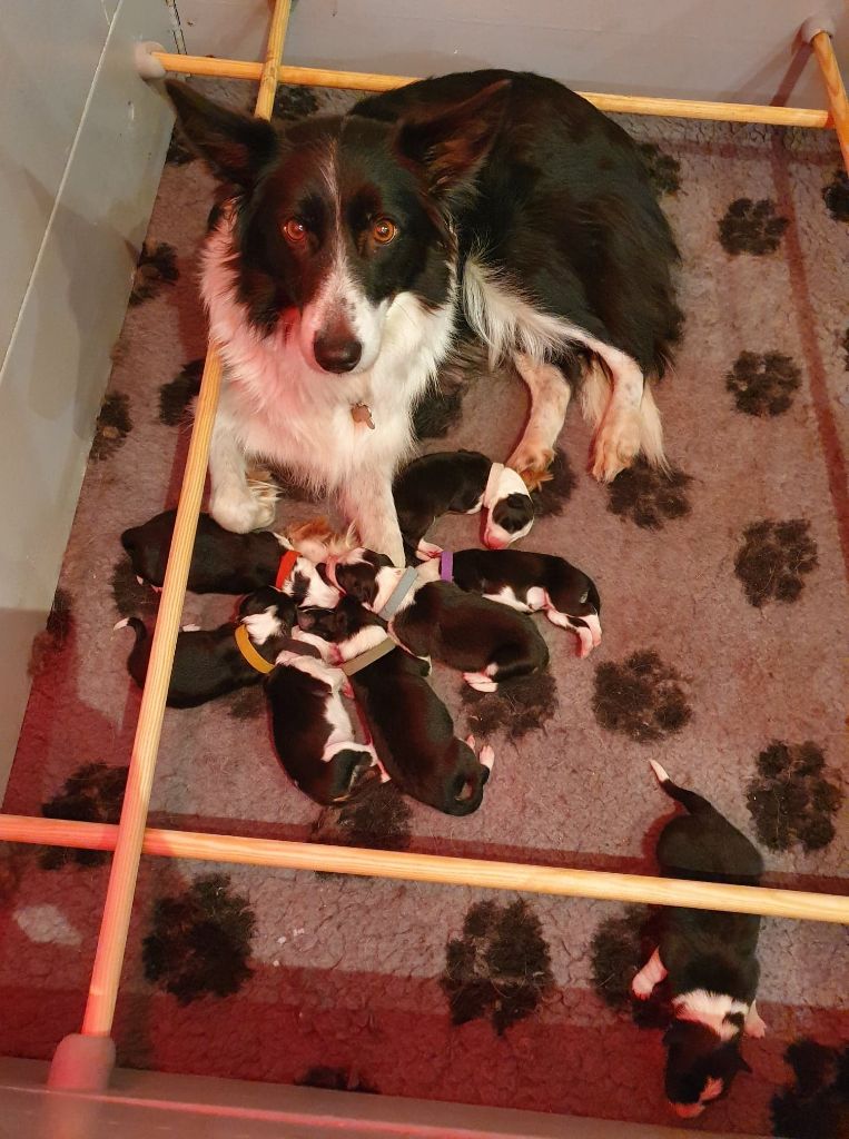 Du Domaine De Louméo - Border Collie - Portée née le 26/11/2020