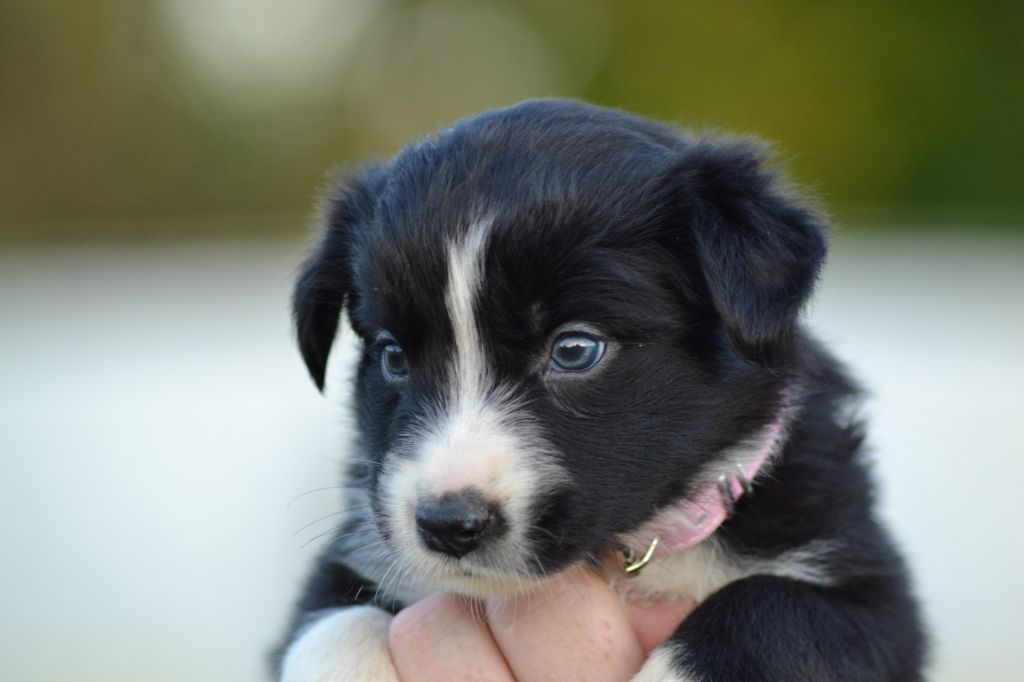 Du Domaine De Louméo - Chiots disponibles - Border Collie