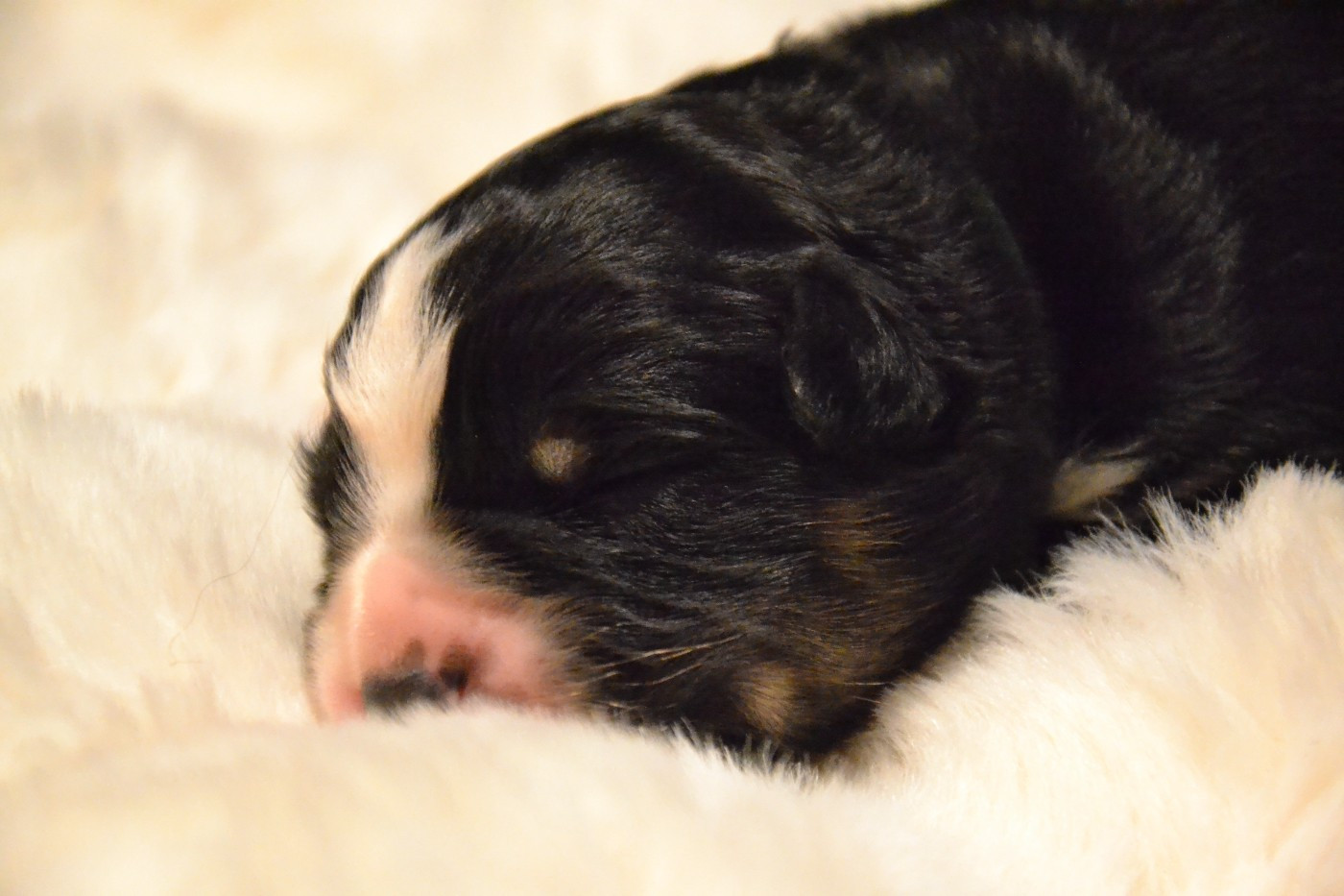 Du Domaine De Louméo - Chiots disponibles - Berger Américain Miniature 