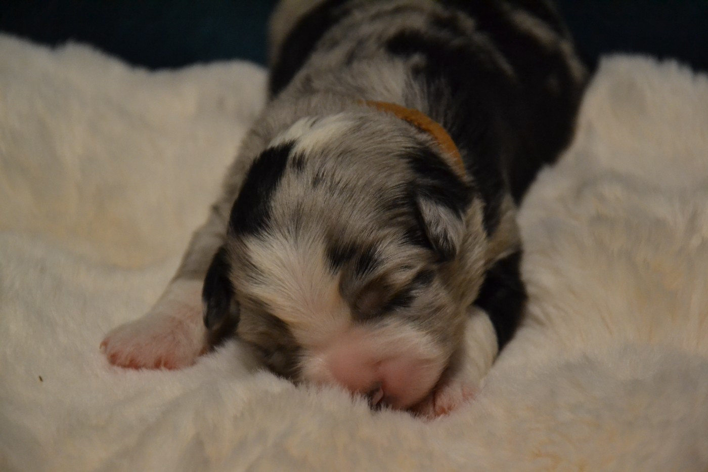 Du Domaine De Louméo - Chiots disponibles - Berger Américain Miniature 