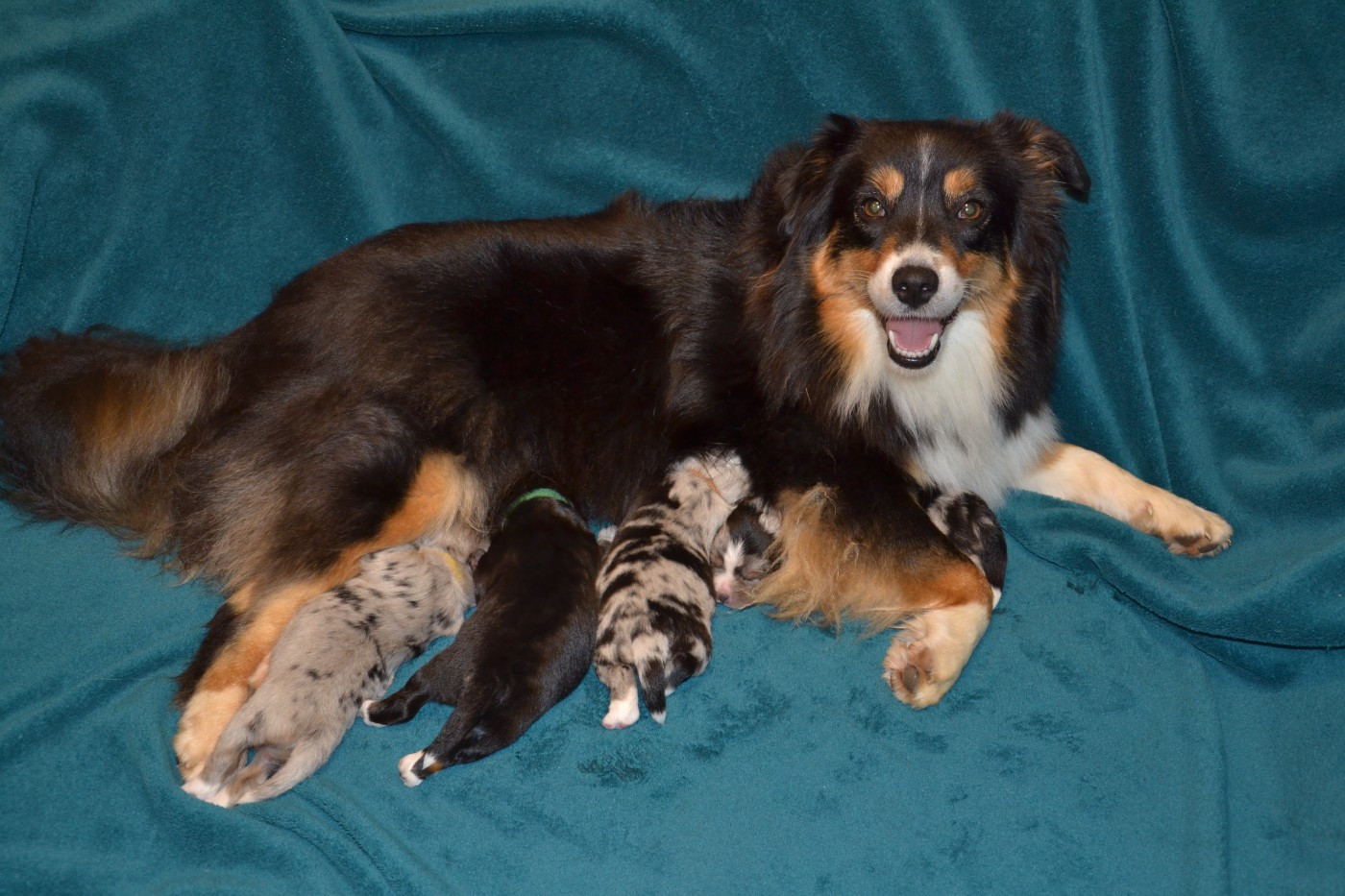 Chiot Berger Américain Miniature  Du Domaine De Louméo