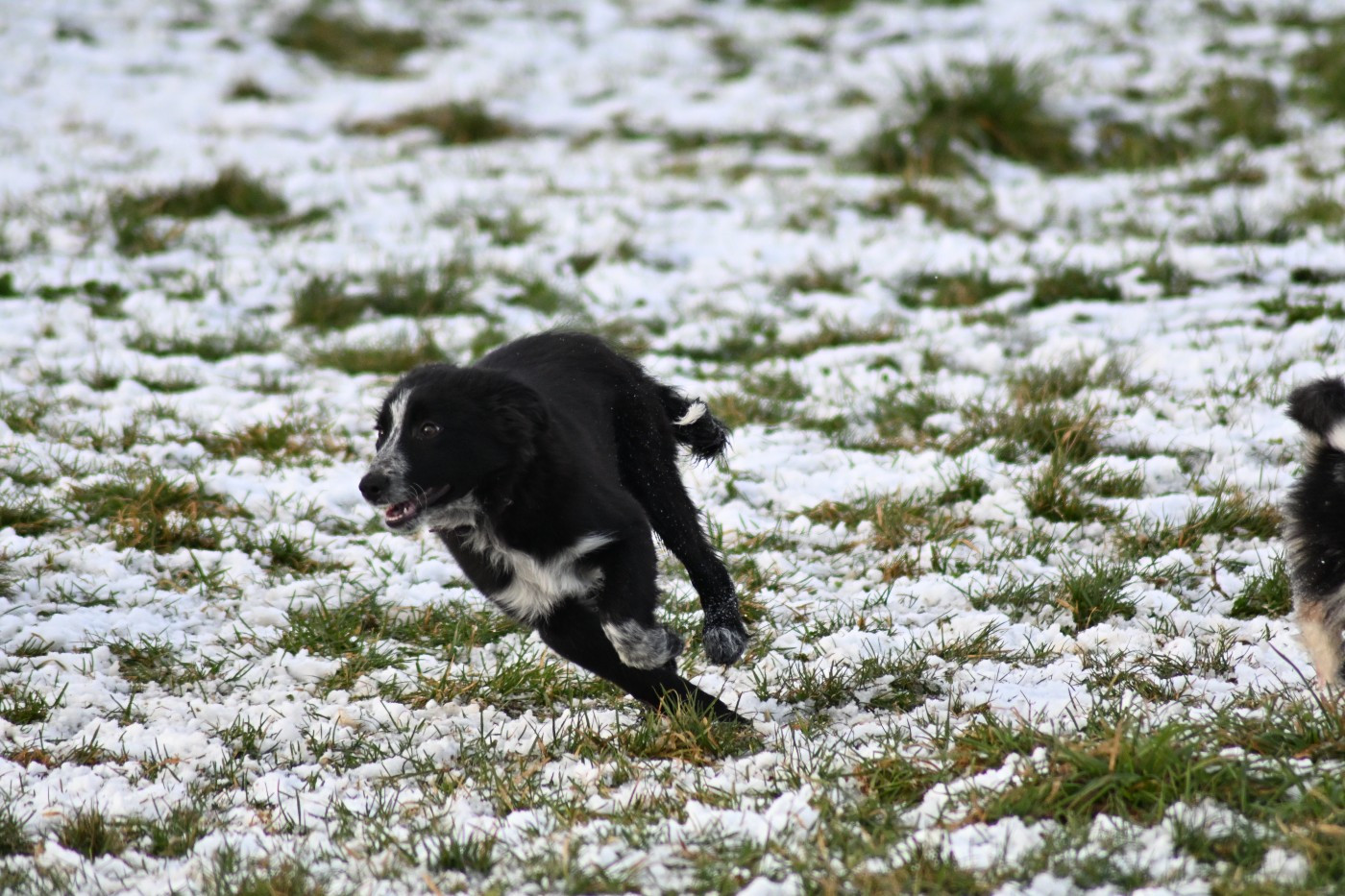 Du Domaine De Louméo - Chiots disponibles - Border Collie