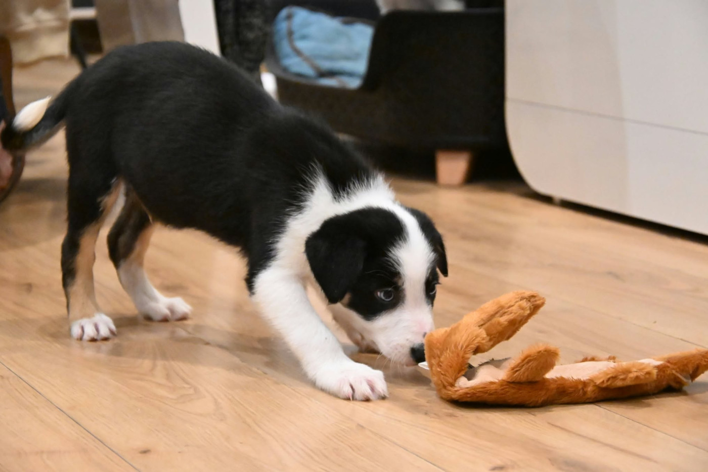 Du Domaine De Louméo - Chiots disponibles - Border Collie
