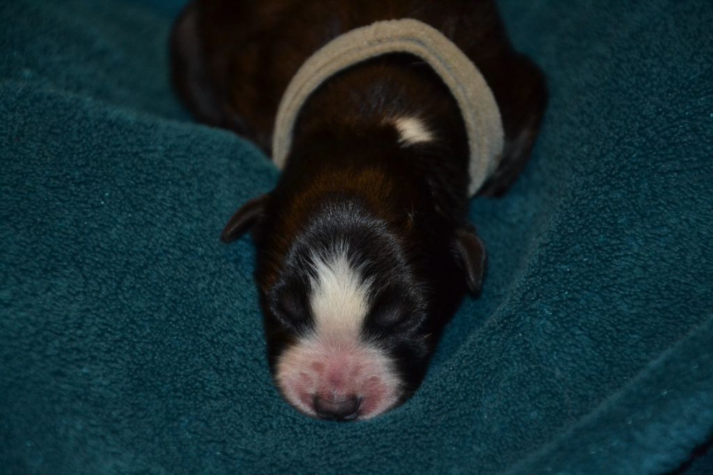 Du Domaine De Louméo - Chiots disponibles - Border Collie