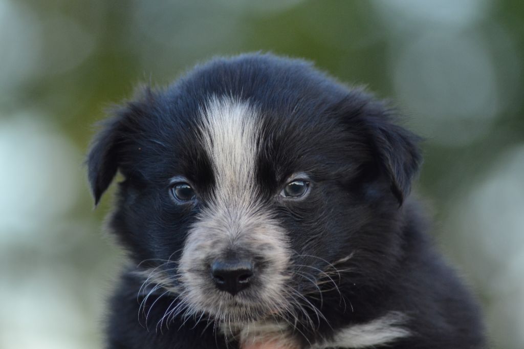 Du Domaine De Louméo - Chiots disponibles - Border Collie