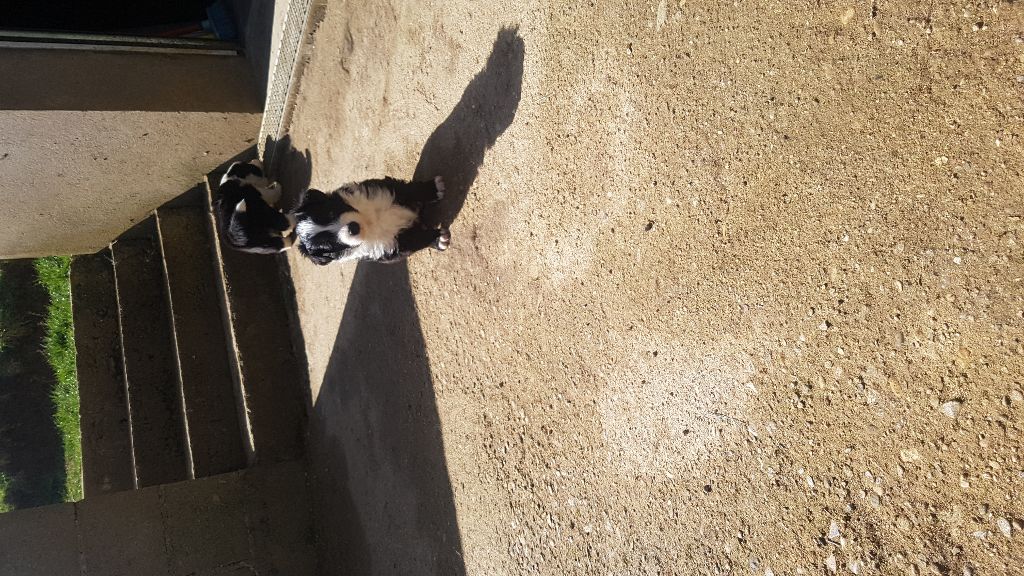Du Domaine De Louméo - Border Collie - Portée née le 18/02/2018