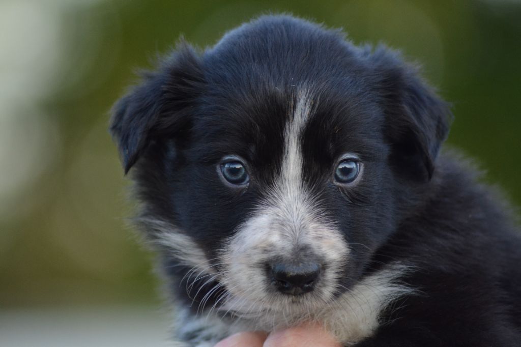 Du Domaine De Louméo - Chiots disponibles - Border Collie
