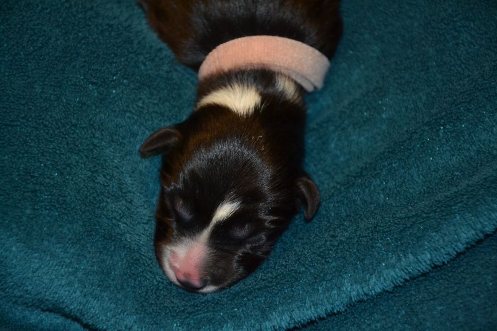 Du Domaine De Louméo - Chiots disponibles - Border Collie