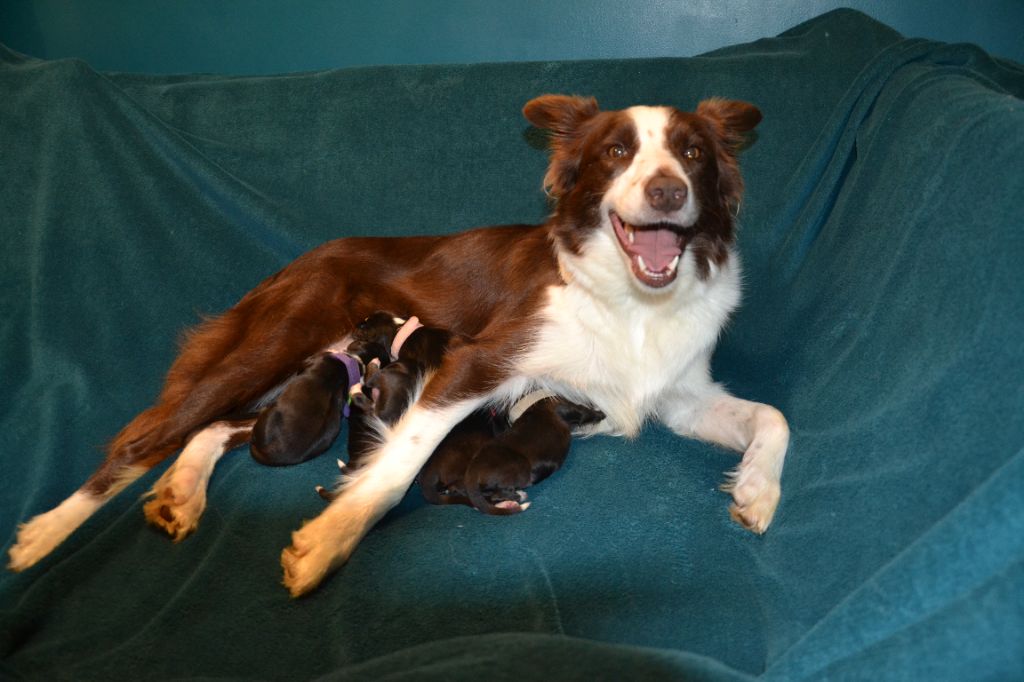 Chiot Border Collie Du Domaine De Louméo