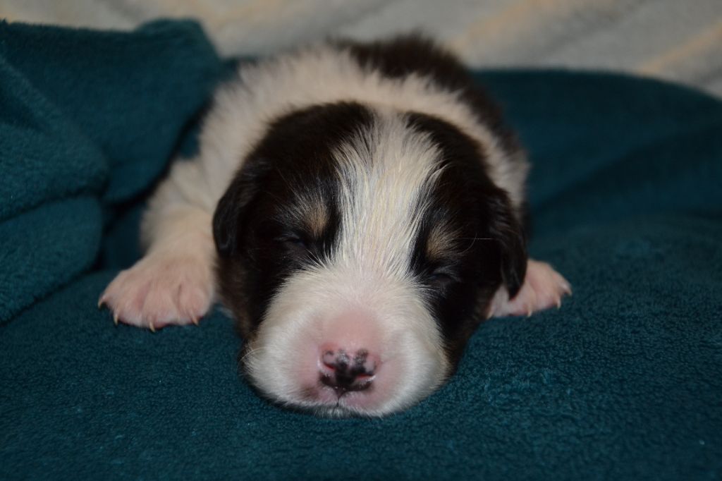 Du Domaine De Louméo - Chiots disponibles - Border Collie
