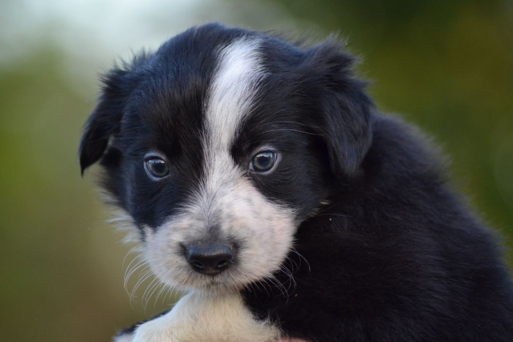 Du Domaine De Louméo - Chiots disponibles - Border Collie