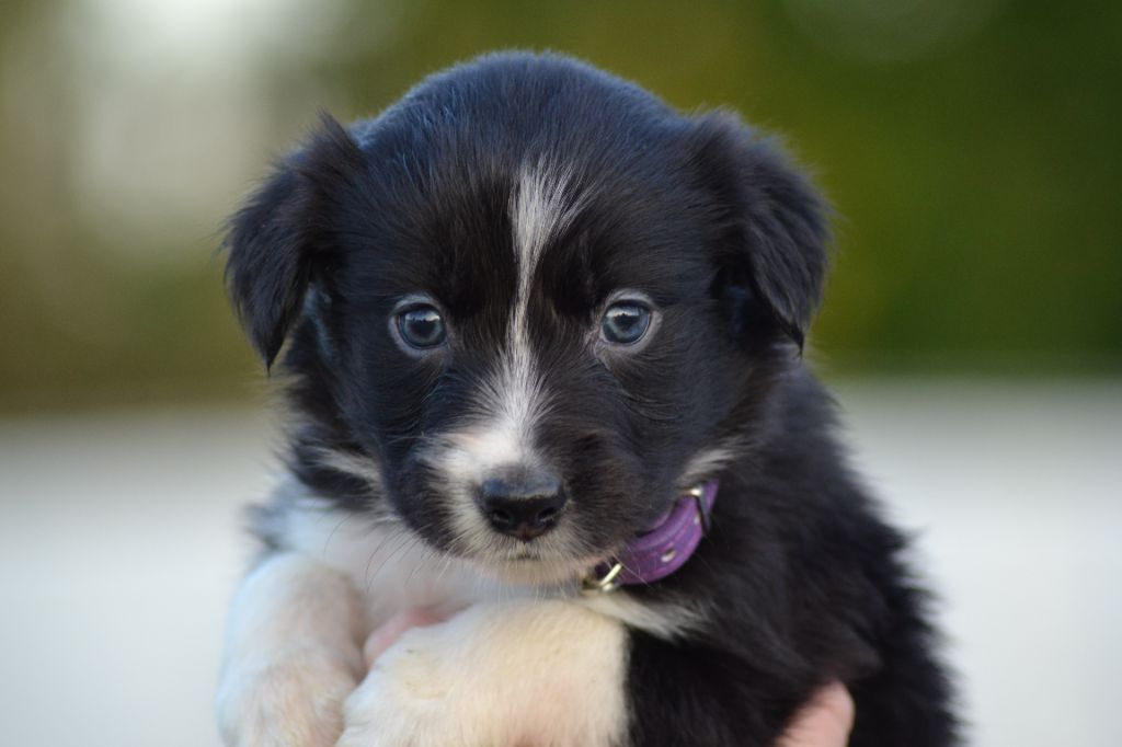 Du Domaine De Louméo - Chiots disponibles - Border Collie