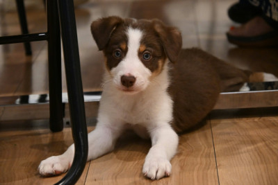 Chiot N°1