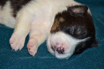 CHIOT 2