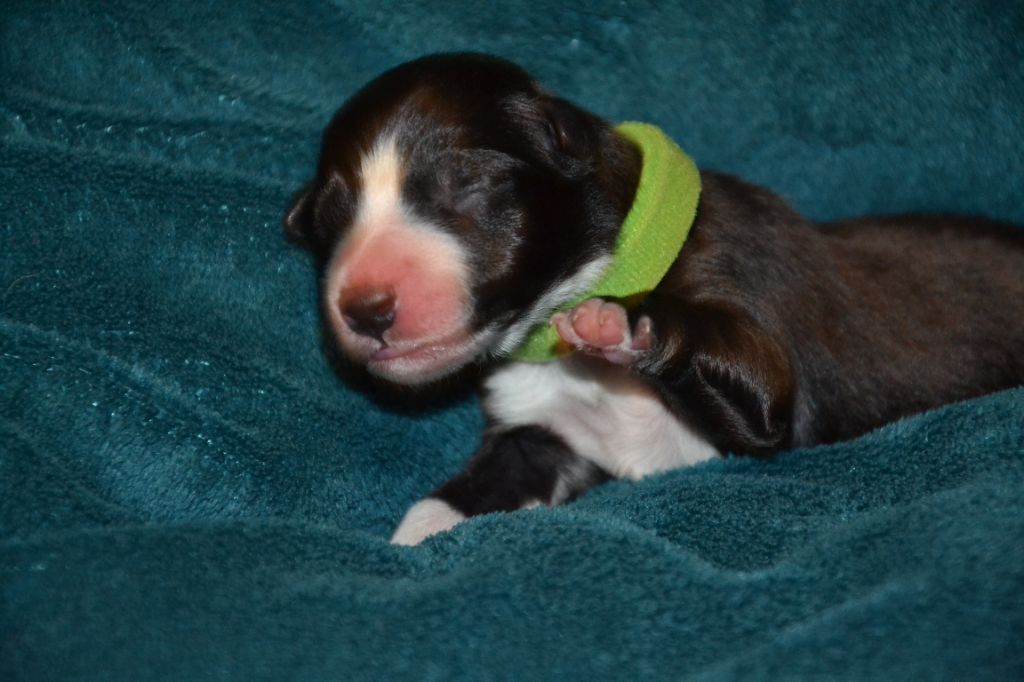 Du Domaine De Louméo - Chiots disponibles - Border Collie