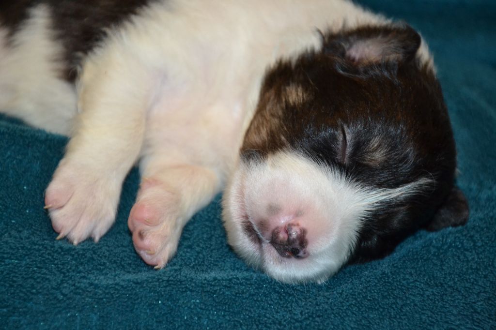 Du Domaine De Louméo - Chiots disponibles - Border Collie