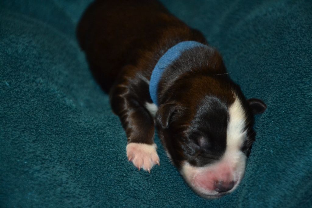 Du Domaine De Louméo - Chiots disponibles - Border Collie
