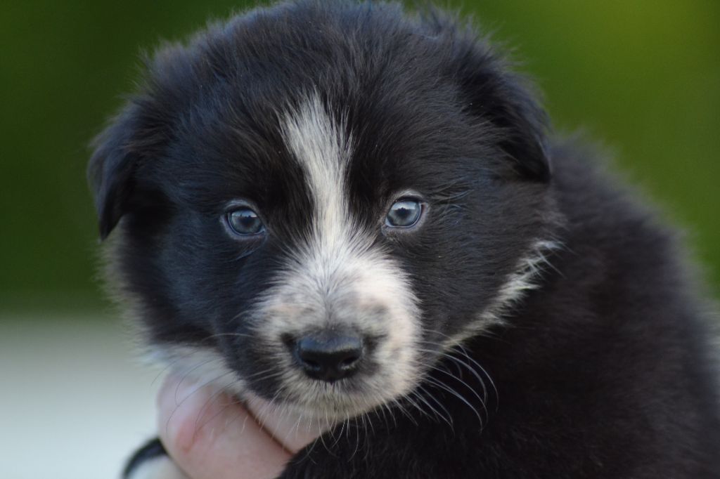 Du Domaine De Louméo - Chiots disponibles - Border Collie