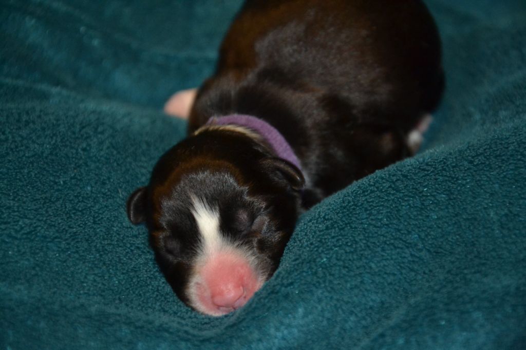 Du Domaine De Louméo - Chiots disponibles - Border Collie