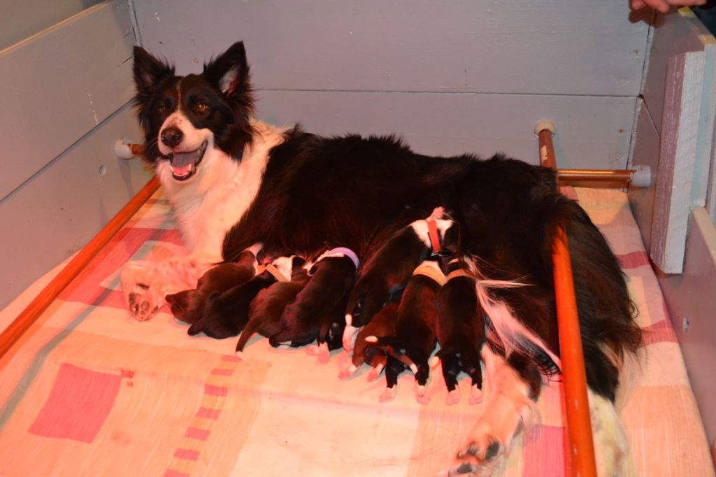 Du Domaine De Louméo - Border Collie - Portée née le 27/03/2019