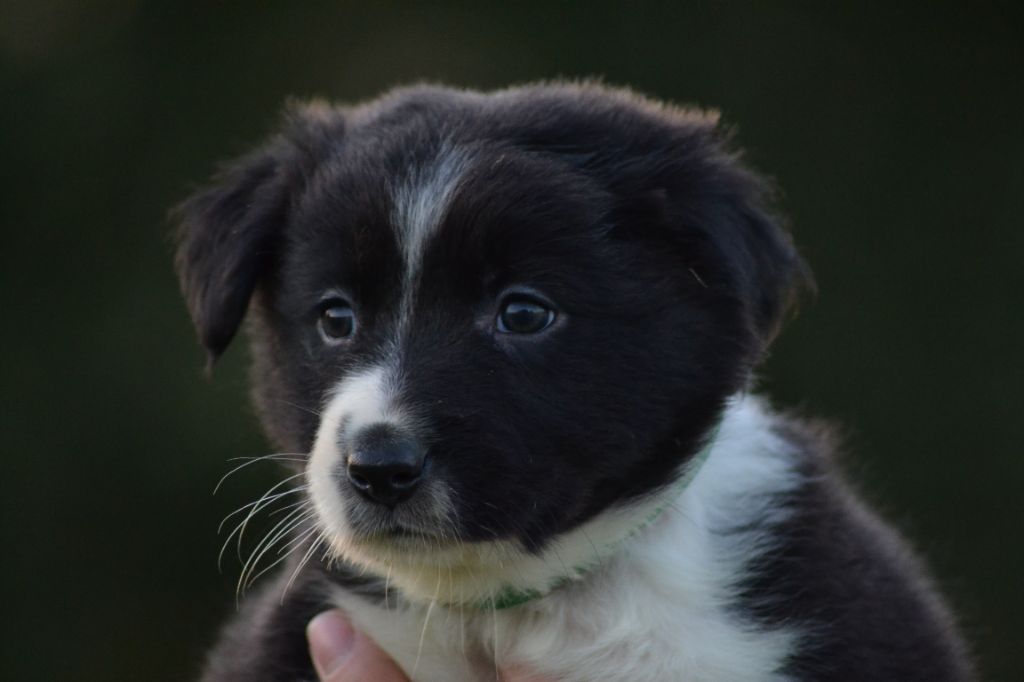 Du Domaine De Louméo - Border Collie - Portée née le 30/08/2025